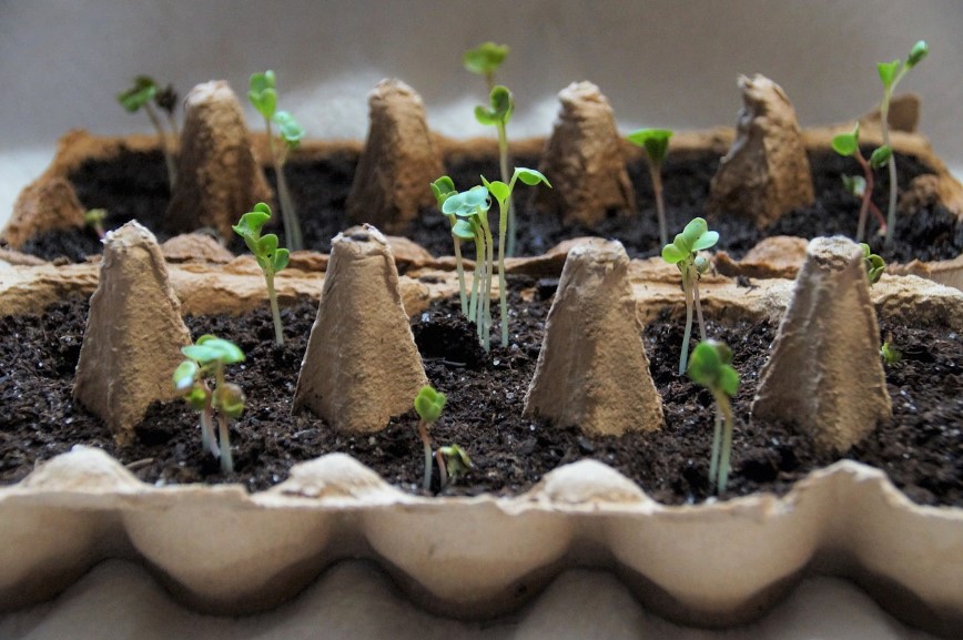 сприятливі умов для росту розсади