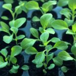 Створення сприятливих умов для росту розсади