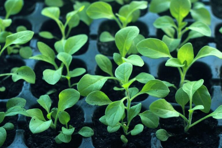 Створення сприятливих умов для росту розсади