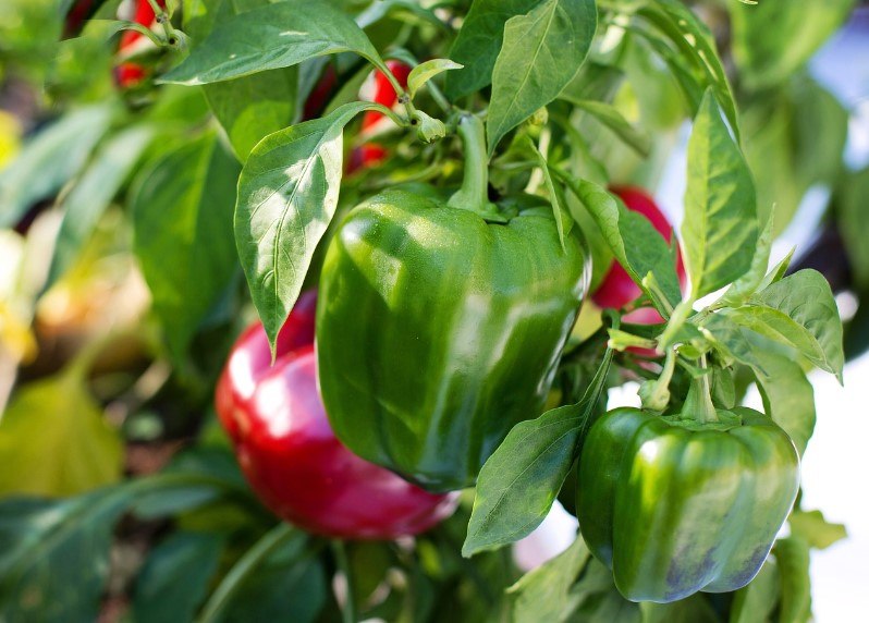 Як виростити солодкий перець
