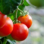 Правильна посадка помідорів у відкритий ґрунт