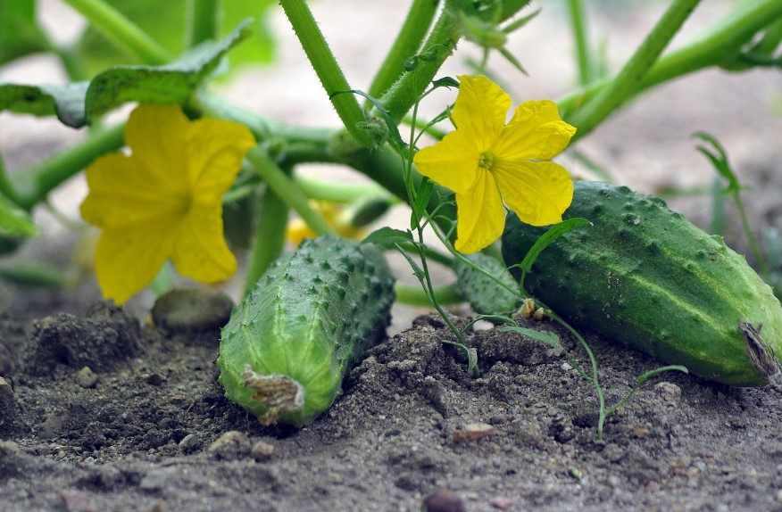 Посадка огірків у відкритий ґрунт через насінням