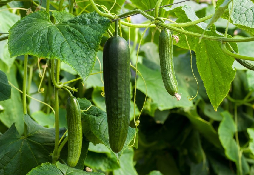 Посадка огірків у відкритий ґрунт