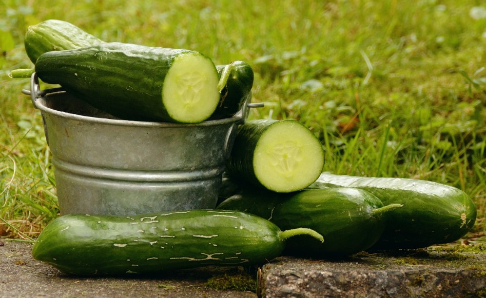 Посадка огірків у відкритий ґрунт через розсаду