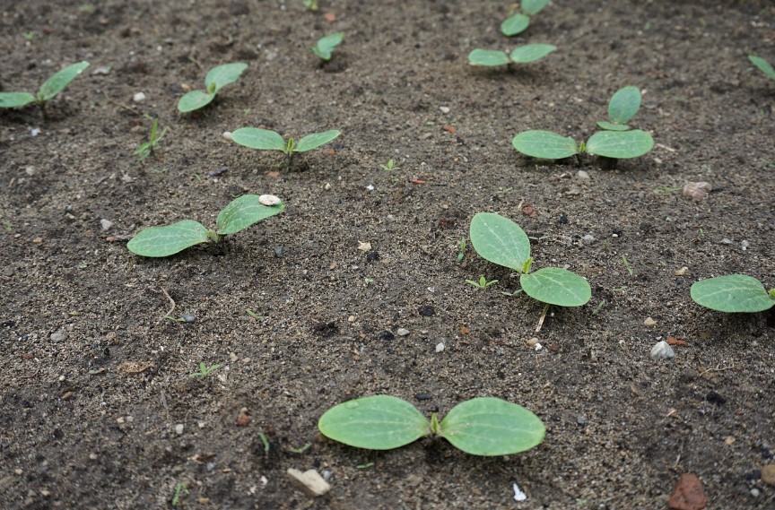 как садить кабачки