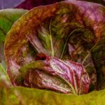 Выращивание капусты в открытом грунте