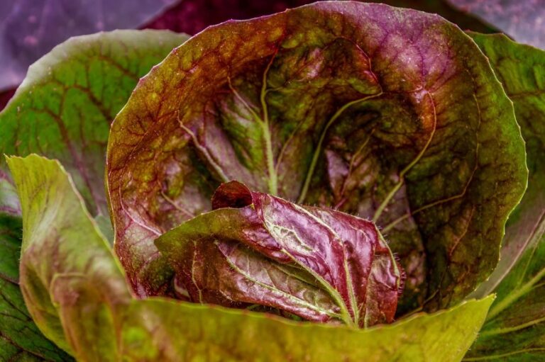 Выращивание капусты в открытом грунте