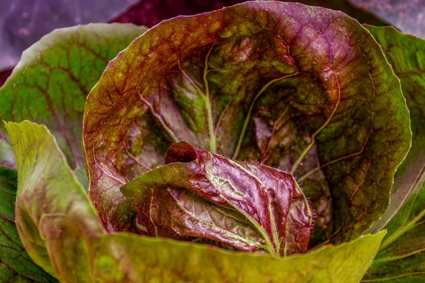 Выращивание капусты в открытом грунте