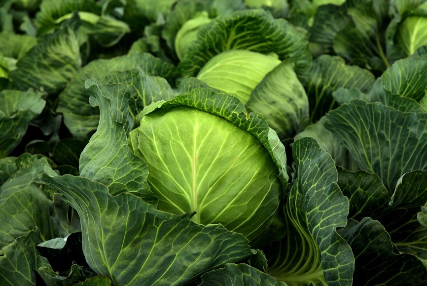 как садить капусту
