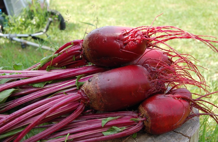 Свекла в открытый грунт