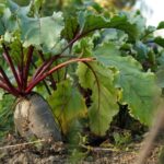 Підготовка грядок для посіву моркви та буряка