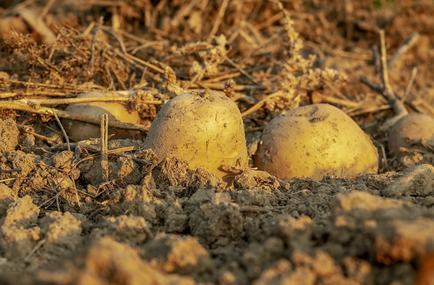 как садить картофель