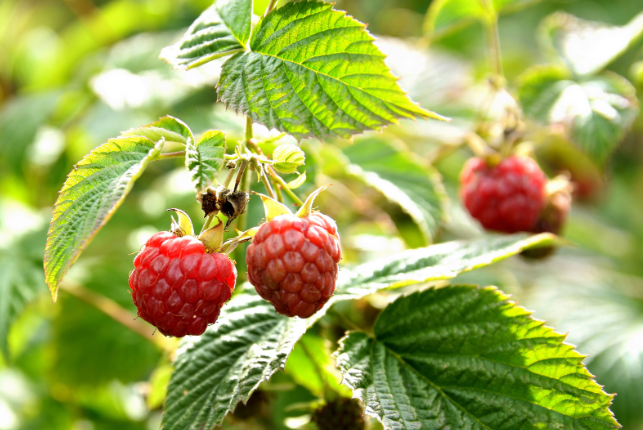 плодові кущі